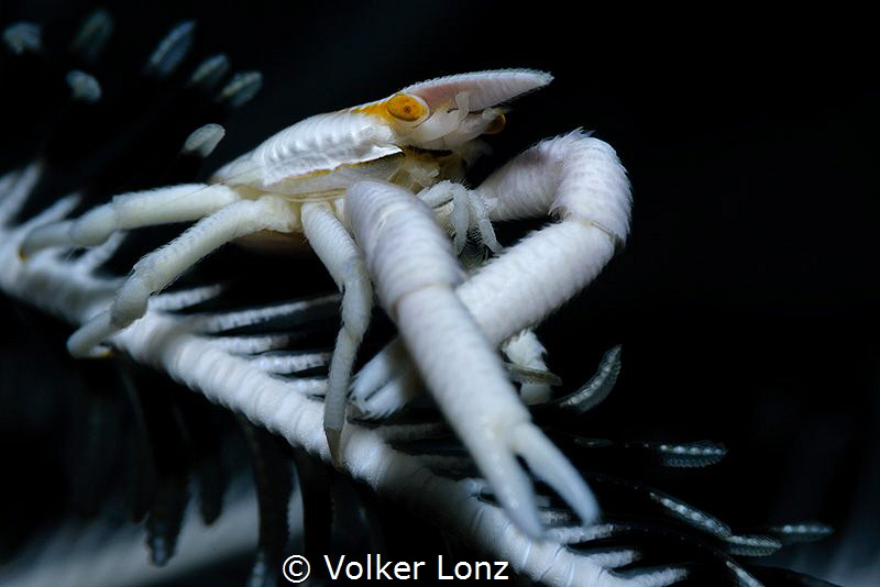 crinoid springcrab by Volker Lonz 