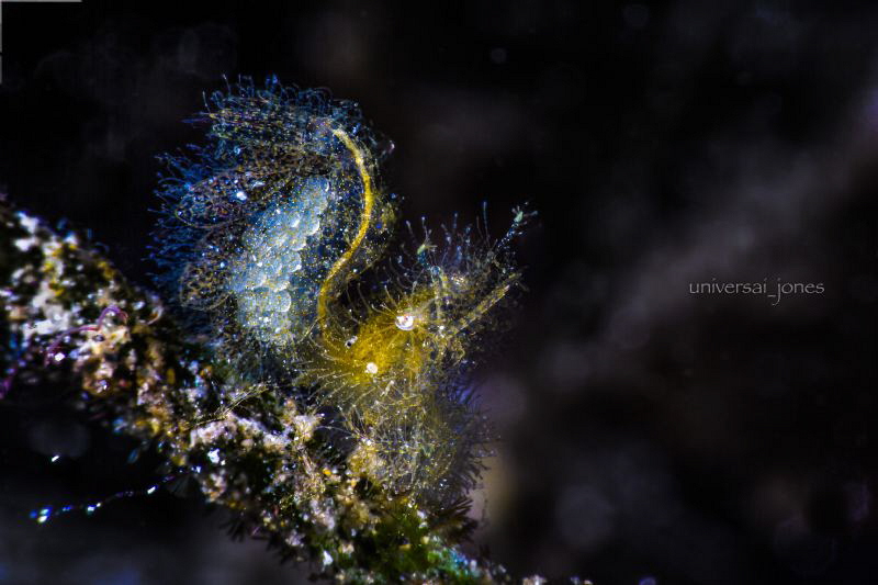 phycocaris simulans

Golden Hairy Shrimp with Egg by Wayne Jones 