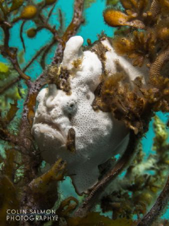Painted frogfish (Antennarius pictus)
Dauin, Philippines... by Colin Salmon 