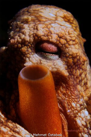 octopus by Mehmet Öztabak 