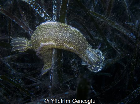 Steeplerace by Yildirim Gencoglu 