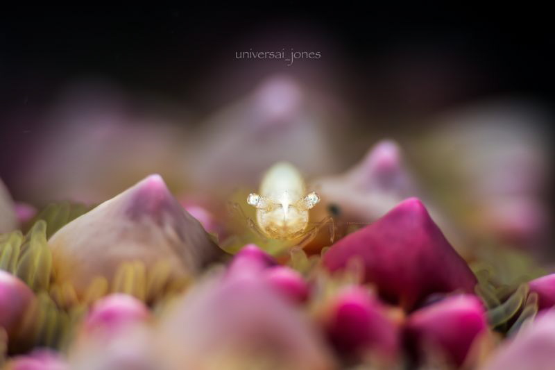 Periclemenes soror by Wayne Jones 