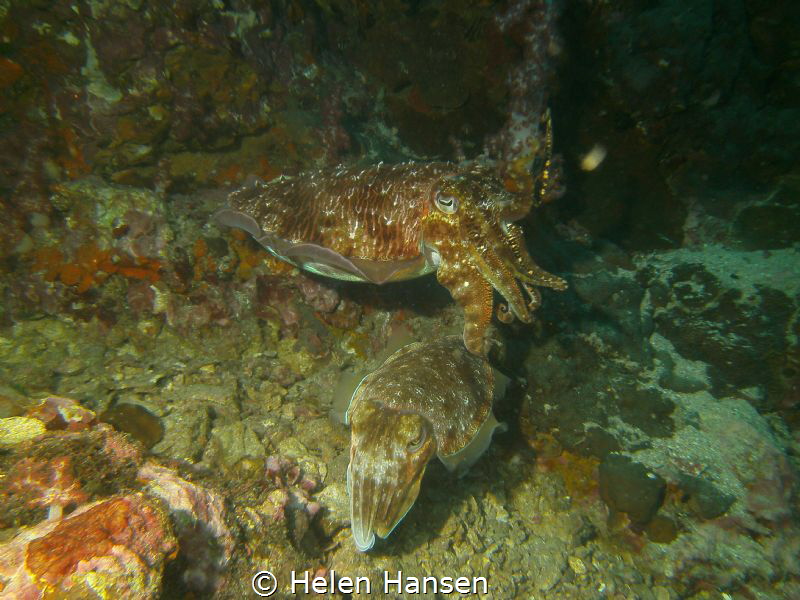 Similan Island it was a relaxing dive I saw one Cuttlefis... by Helen Hansen 