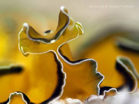 Title: Flatwarm 
When : Oct 2015 
Where : Tioman Dive B... by Marcus Yee 