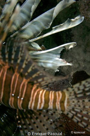 lion fish by Enrique Pascual 