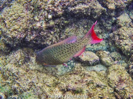 Kahaluu Beach Park, Hawaii by Alison Ranheim 