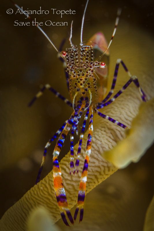 Fantasy Shrimp close up, Bonaire by Alejandro Topete 