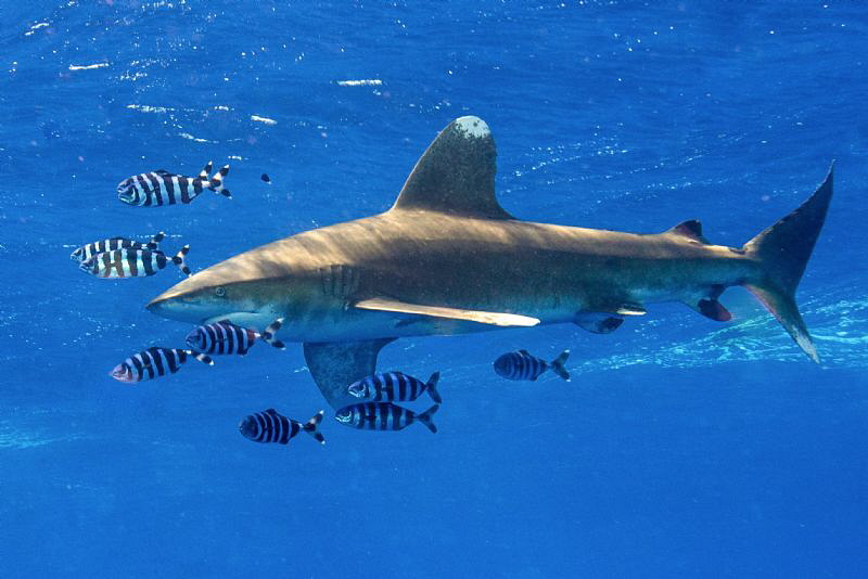 Oceanic white tip shark. by Mehmet Salih Bilal 