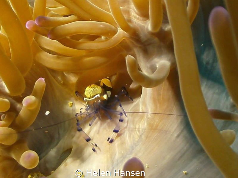 Shrimp by Helen Hansen 