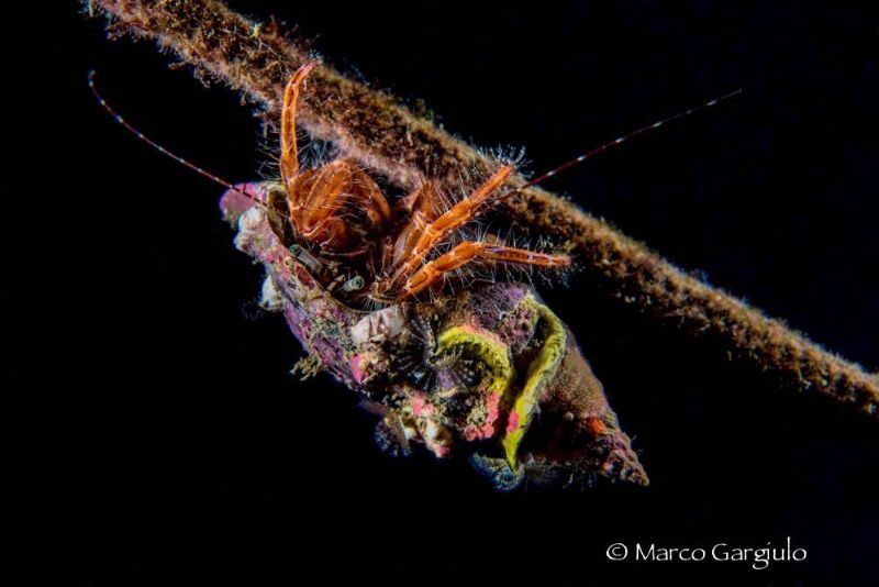 Freeclimber by Marco Gargiulo 