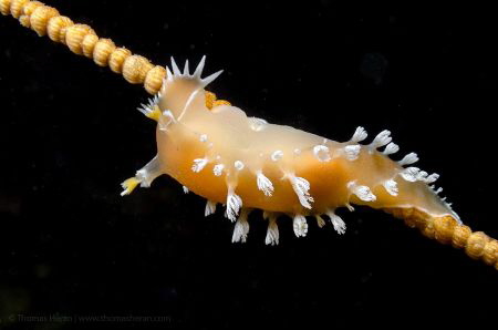Magnificent Tritonia (Tritonia odhneri), found in the Chi... by Thomas Heran 