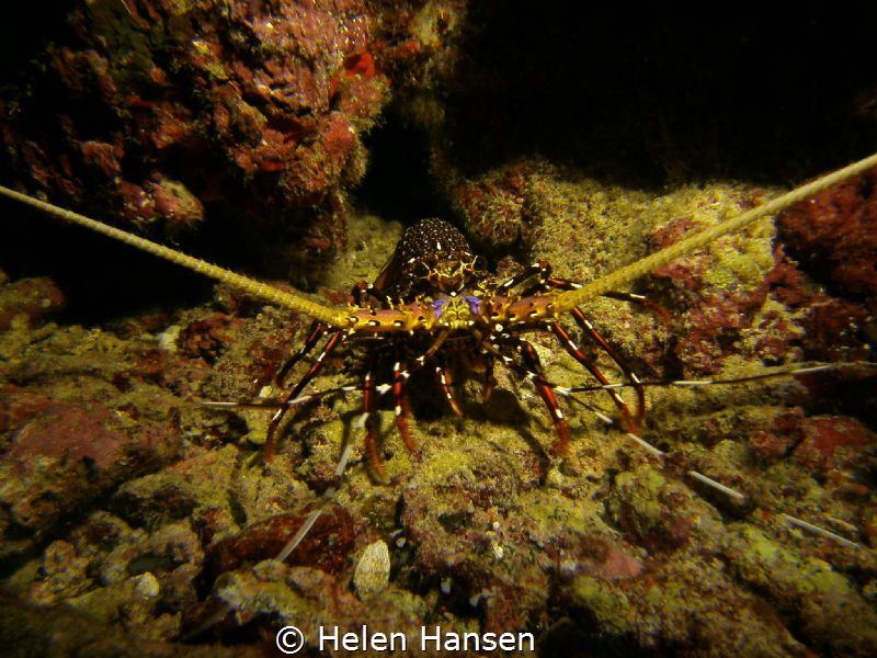 Lobster by Helen Hansen 