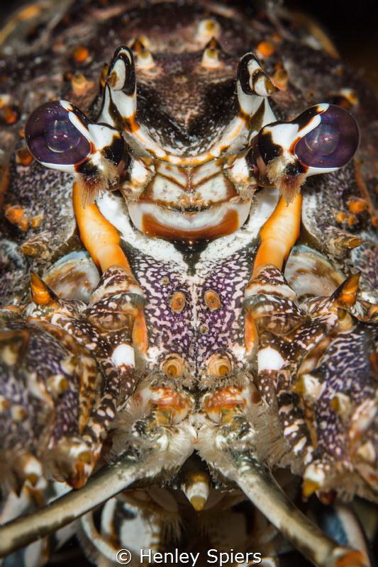 Tough Guy Lobster by Henley Spiers 
