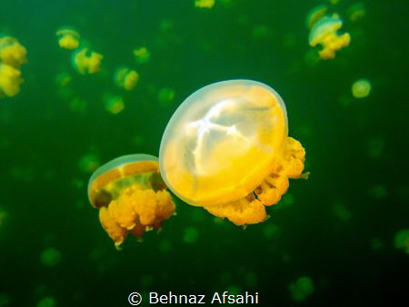 Jellyfish lake in Palau, isolated since then it has a uni... by Behnaz Afsahi 
