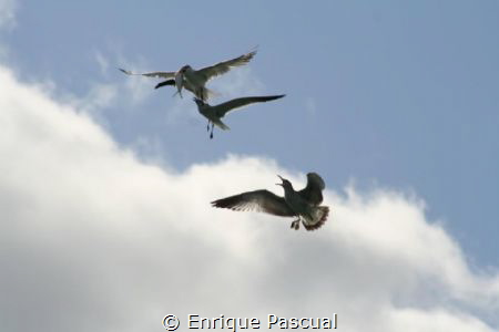 Fighting the fish. by Enrique Pascual 