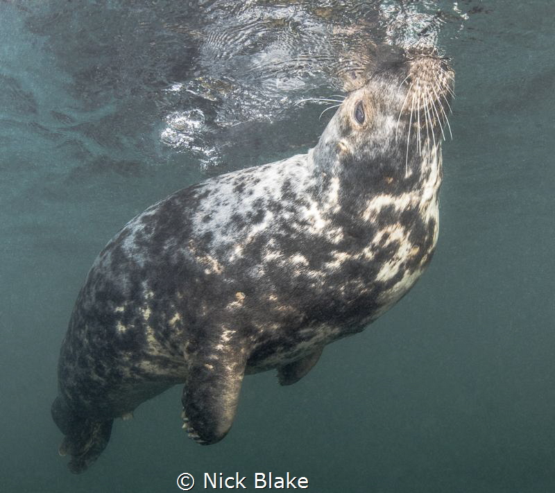 'Coming up for air'
Atlantic Grey Seal, Lundy Island, UK by Nick Blake 