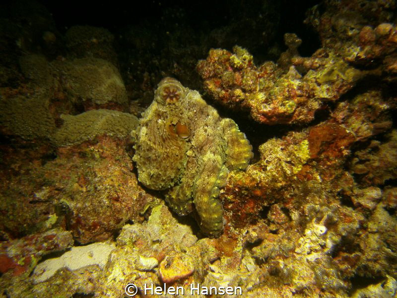 Common Octopus by Helen Hansen 
