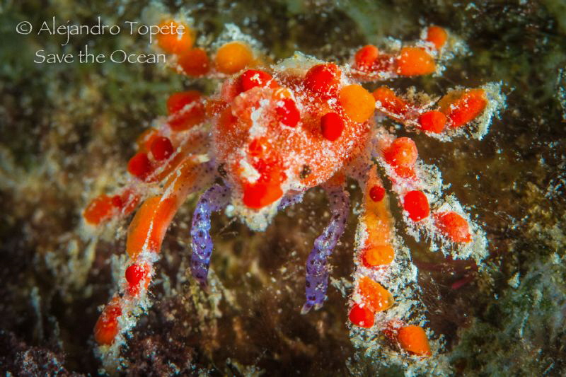 Tiny Red Crab, Divi Beach Bonaire by Alejandro Topete 