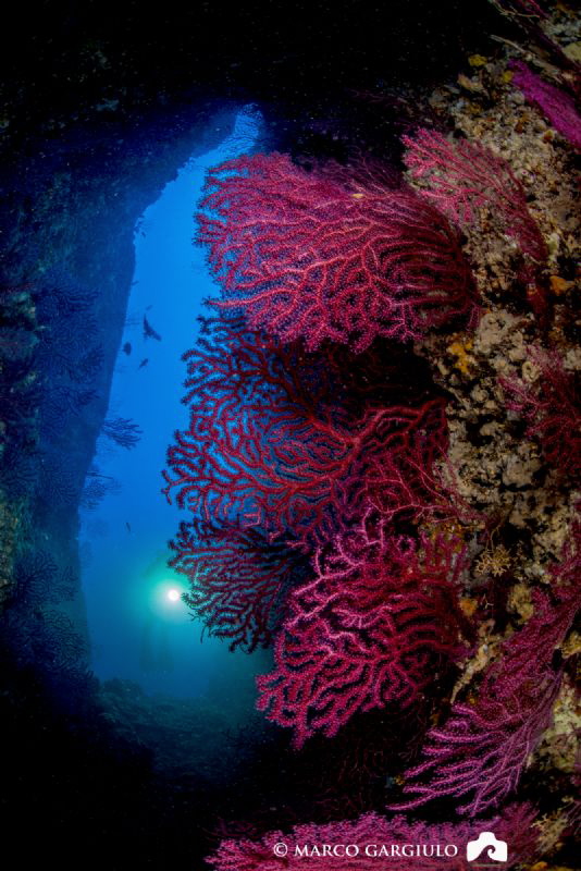 Red Seafans @ Banco S.Croce Cave by Marco Gargiulo 