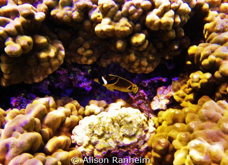 Raccoon Butterfly fish sleeping in cave by Alison Ranheim 