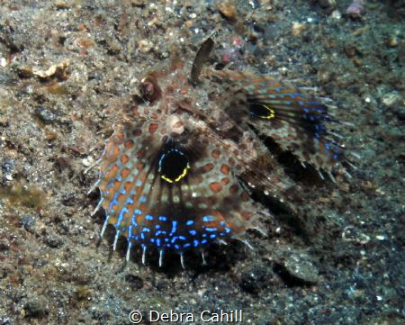 Oriental Flying Gurnard Lembeh Strait Indonesia by Debra Cahill 