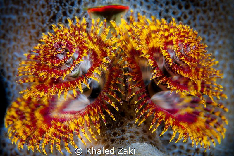 Chrismass tree warm by Khaled Zaki 