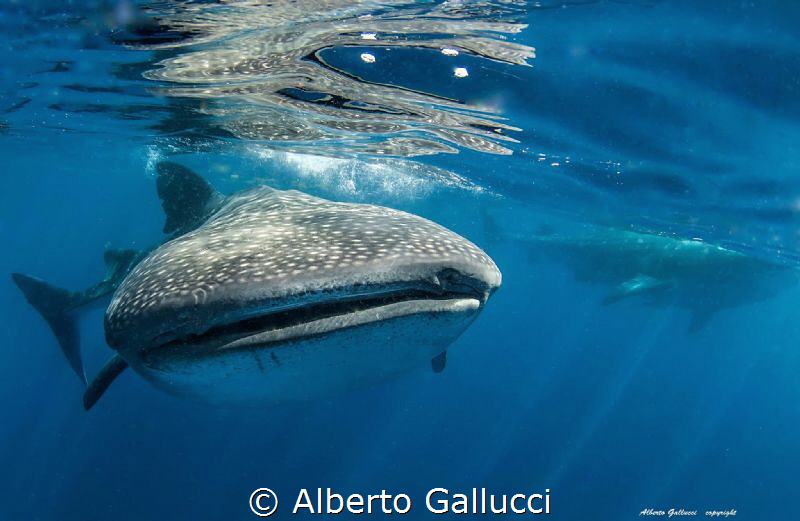 Two is better than one by Alberto Gallucci 
