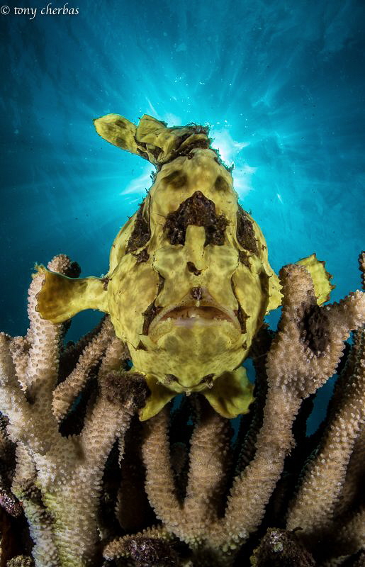 Frogfish Profile by Tony Cherbas 