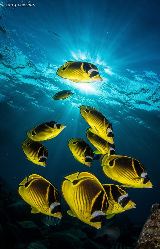 Butterfly Mountain... Raccoon Butterflyfish by Tony Cherbas 