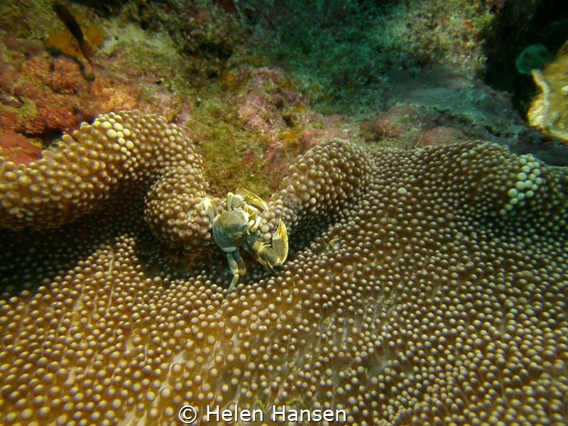 Crab making itself a home at nemos by Helen Hansen 