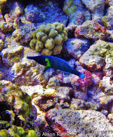 Blue Wrasse, Kahaluu Beach Park, Hawaii by Alison Ranheim 