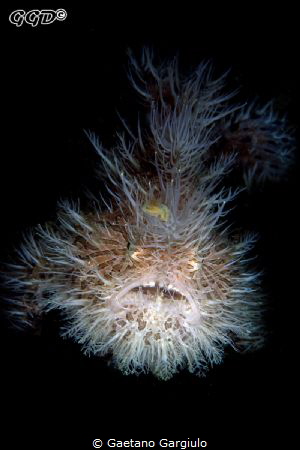 Hello, my name is Pinky and I am the new ruler of the whi... by Gaetano Gargiulo 