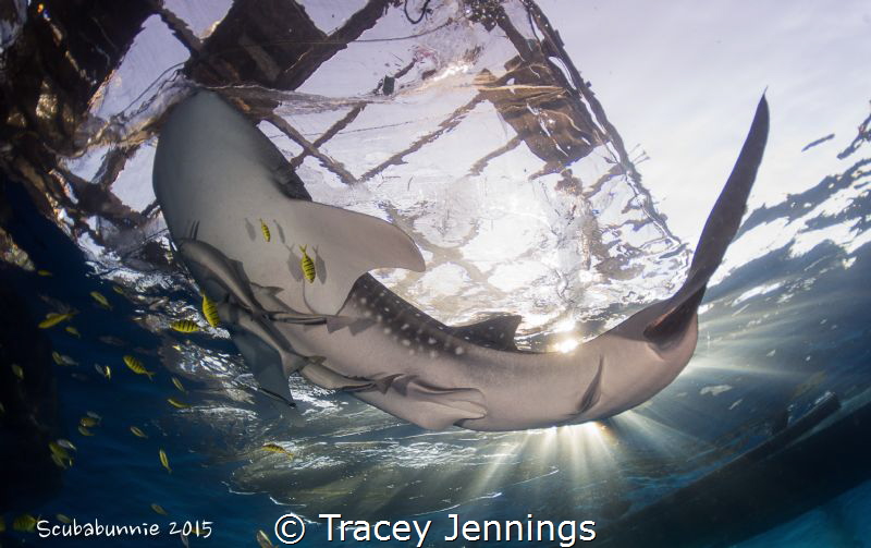 crescent - papua indonesia by Tracey Jennings 