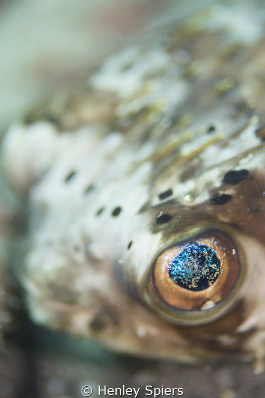 Close Encounter with a Balloonfish by Henley Spiers 