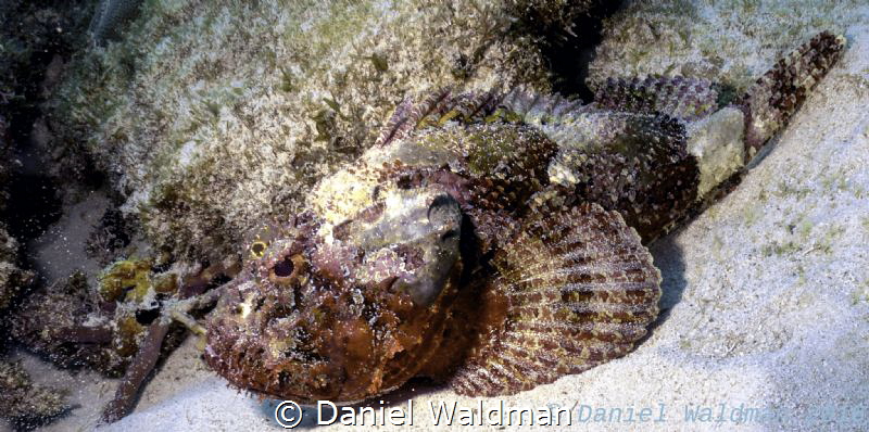Scorpine Fish by Daniel Waldman 