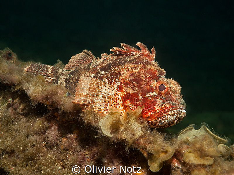 Endemic Scorpaena Sumptuosa under the Busselton Jetty by Olivier Notz 