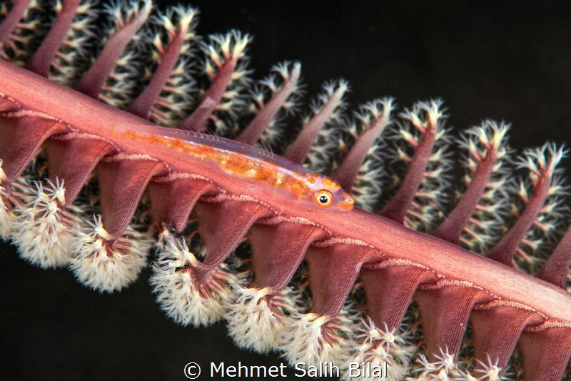 Goby hosted in a sea pen. by Mehmet Salih Bilal 