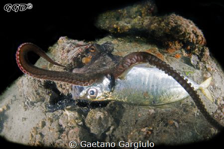 Somebody wastes it... somebody enjoys it...
Some fisherm... by Gaetano Gargiulo 