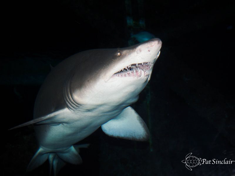 taken at the Aquarium of the Americas by Patricia Sinclair 