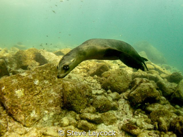 Sealion comes to play by Steve Laycock 