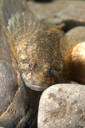 Fresh water goby. River Lune. Cumbria.
60mm. by Derek Haslam 