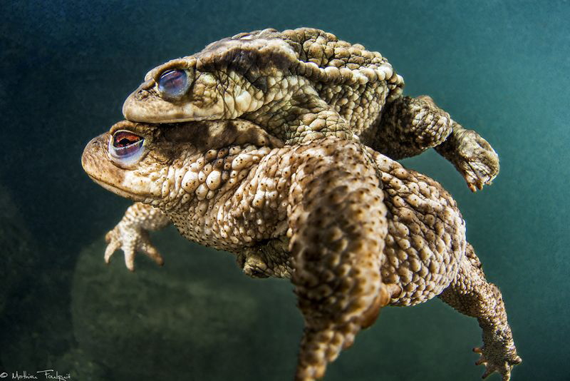 mating season (Lez river, France) by Mathieu Foulquié 