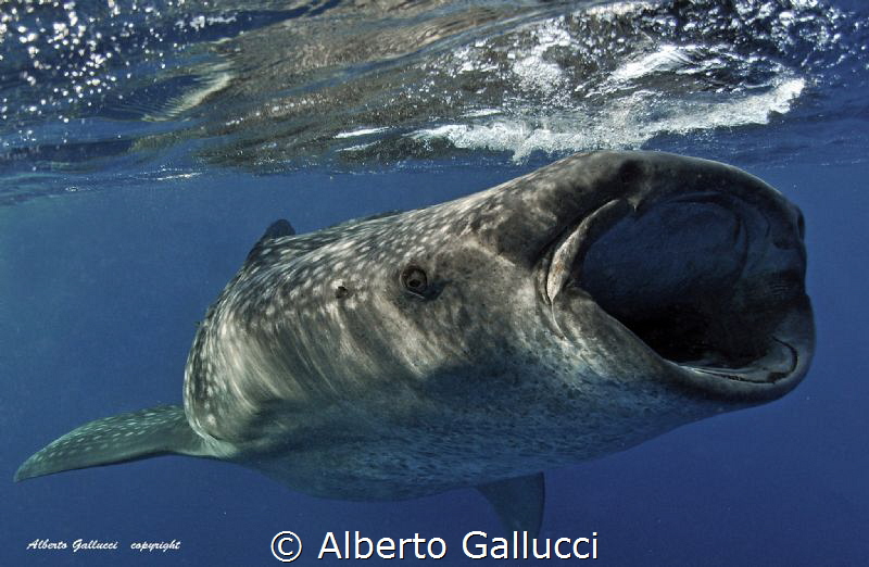 Gentle giant with open mouth by Alberto Gallucci 