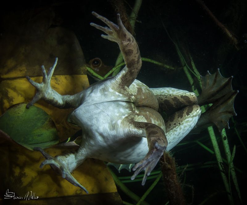 Weird reflections by Steven Miller 