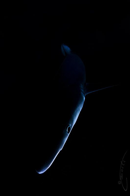 ~ A Darker Shade of Blue ~ by Geo Cloete 