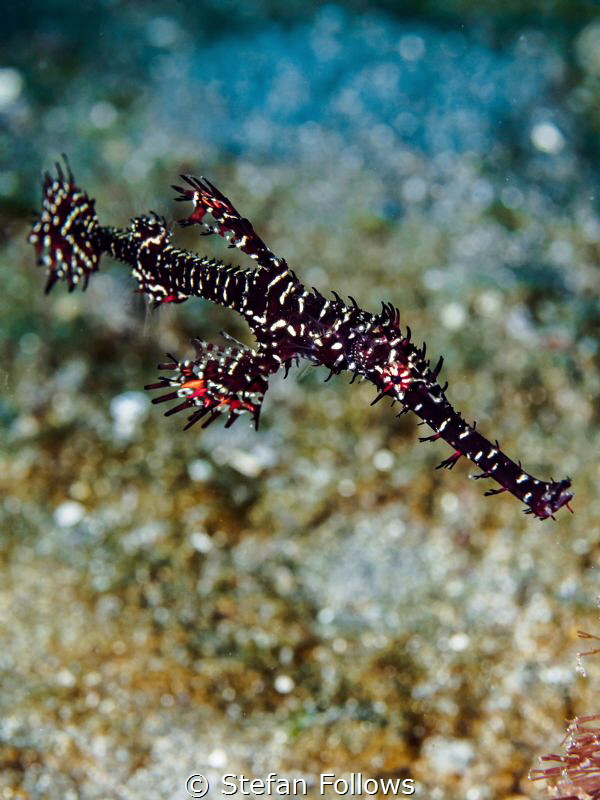 How I wonder ... Ornate Ghost Pipefish - Solenostomus par... by Stefan Follows 