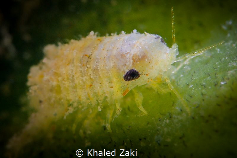 Tiny by Khaled Zaki 