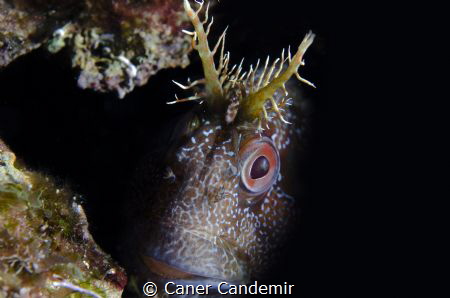 Blennius fluviatilis by Caner Candemir 