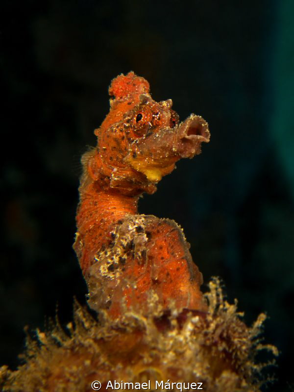 Seahorse by Abimael Márquez 