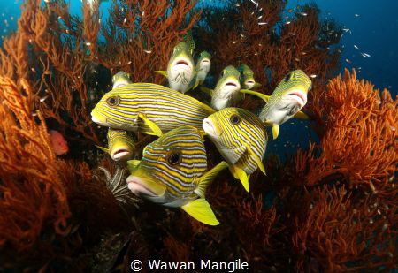 Sweet Lips by Wawan Mangile 